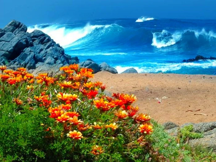 Cool Flowers On Beach Nature Beaches HD Art