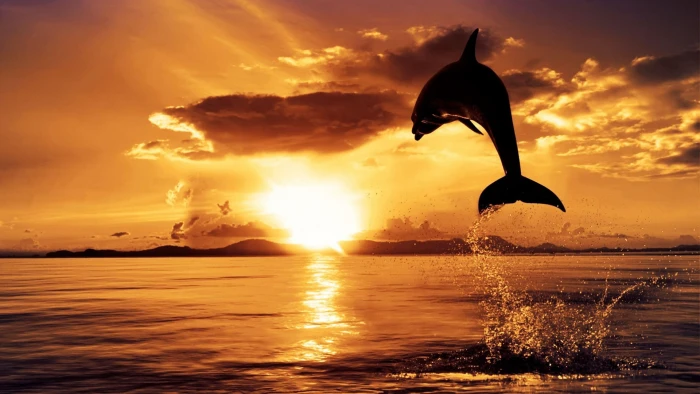 animals sunset sunrise silhouette sky beach water sea 2k