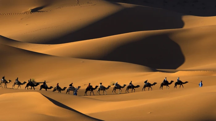 desert camels morocco sahara Nature Deserts HD Art 2k
