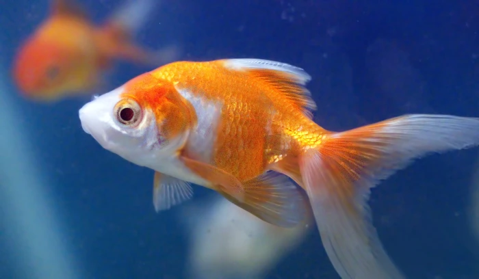 close up photo of orange and white gold fish goldfish aquarium 2k