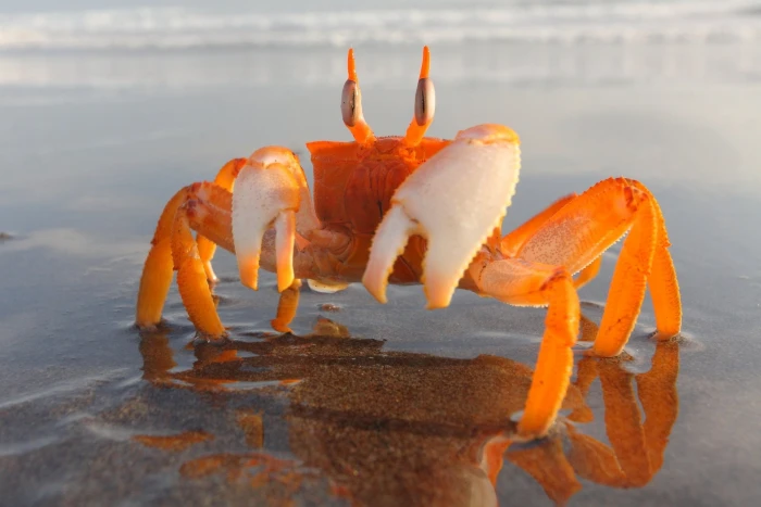 crabs beach sand crustaceans orange color sea land nature 2k