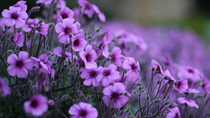 flower purple lilac plant pink flowers floral blossom 2k