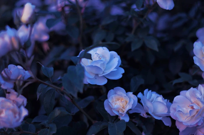 flowers plants nature faded 2k