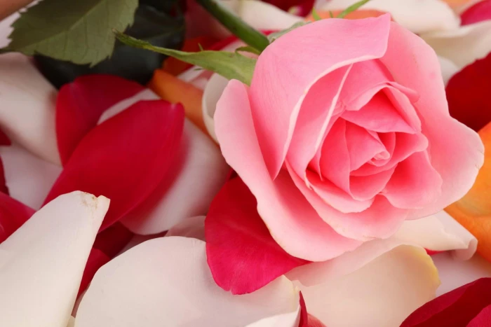Pink Rose On Petals flower nature and landscapes 2k