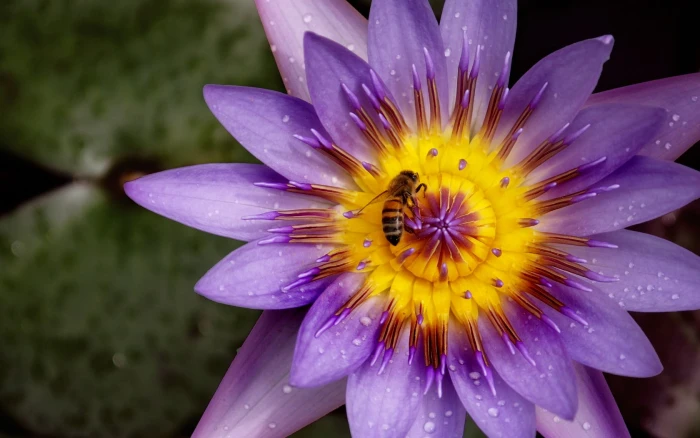 purple and yellow petaled flower nature flowers bees plants 2k