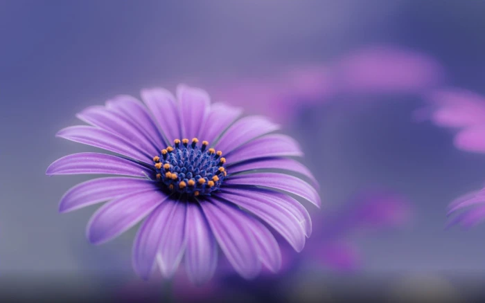 Purple Blue Flower Hd Wallpapers For Mobile Phones And Computers 2k