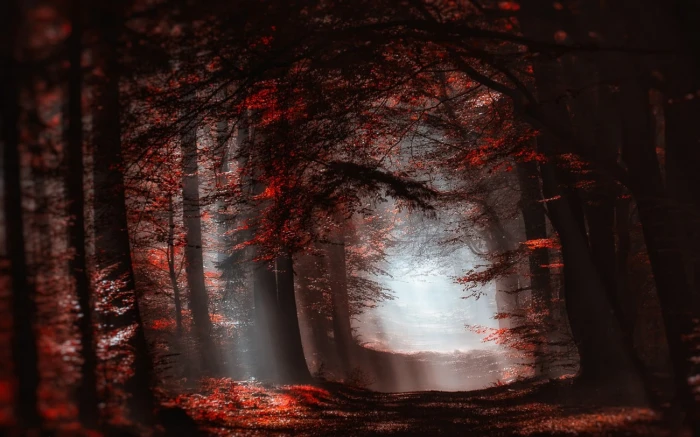 red forest painting leafed trees landscape nature atmosphere