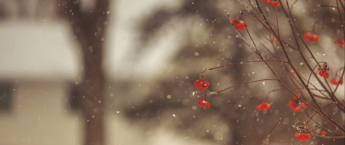 red petaled flower ultra wide photography nature winter water 2k