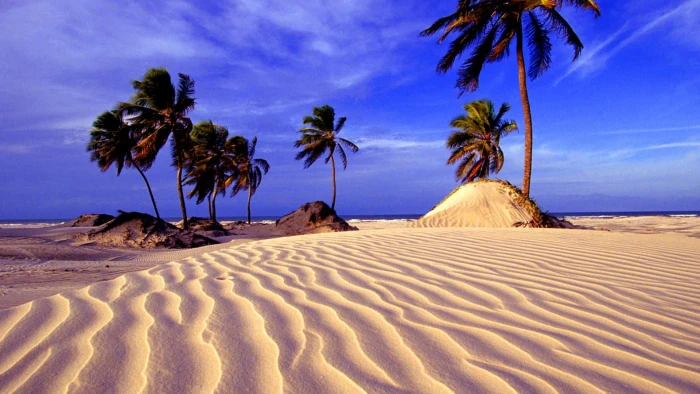 bahia beach resorts puerto rico nature sand land palm tree 2k