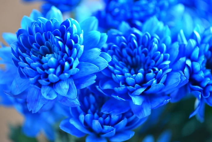 selective focus photography of blue petaled flowers The unnatural