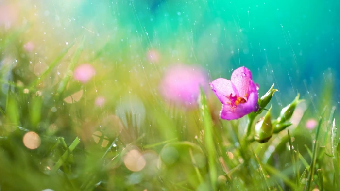 selective focus photography of pink petaled flower during daytime 2k