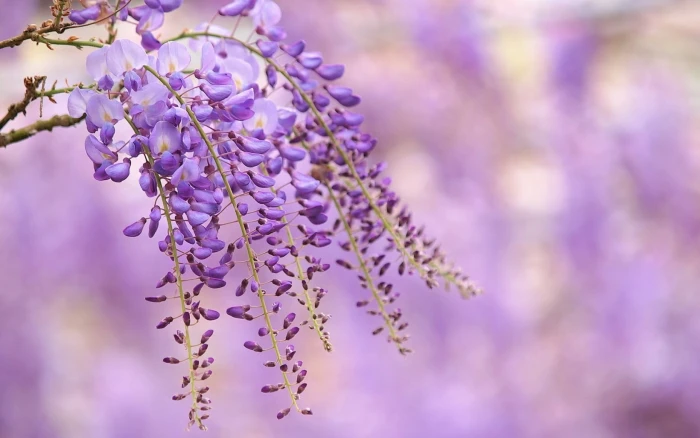 selective focus photography of purple petaled flower flowers 2k