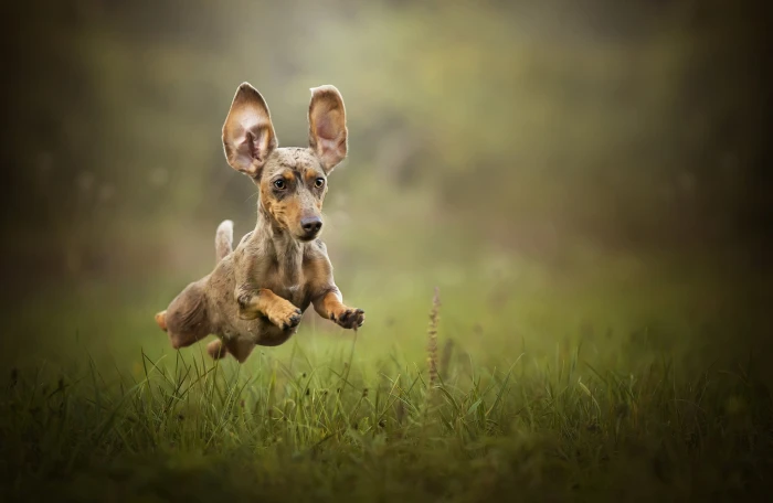 smooth dapple dachshund puppy dog animals nature jumping 2k