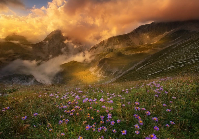 bed of purple petaled flowers mountains sunset clouds valley