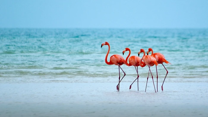 Birds Flamingo Animal Beach Horizon Ocean Sea 2k