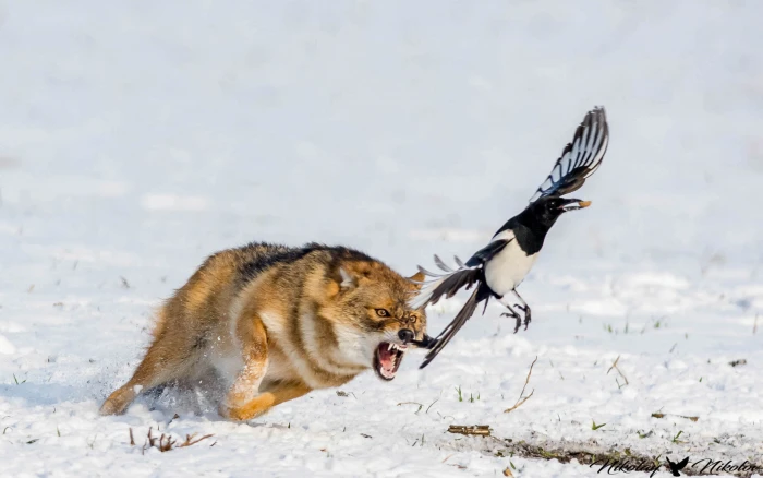 black and white bird brown wolf wildlife animals birds 2k