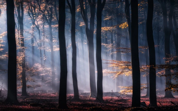 tree forest interior mist nature sun rays yellow leaves