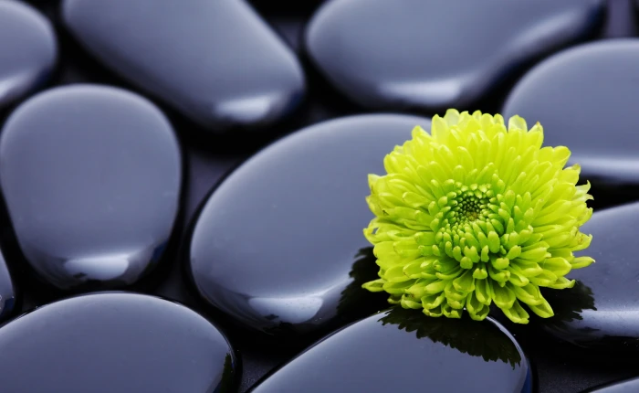 Black Zen Stones And A Yellow Mum green petaled flower Nature 2k