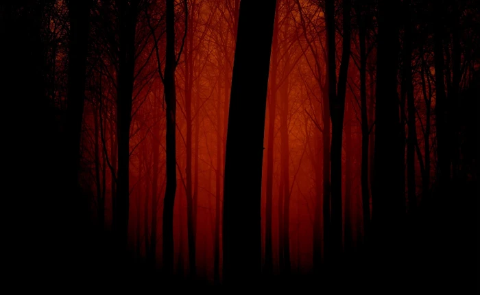 Bloody Forest bare trees digital wallpaper Nature Forests 2k