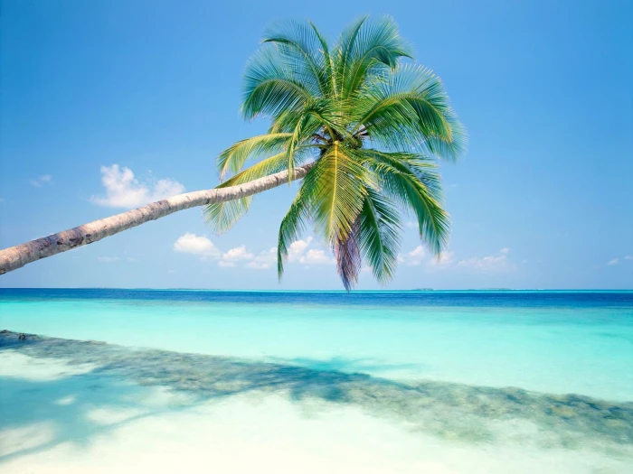 Blue beach a coconut tree green 2k