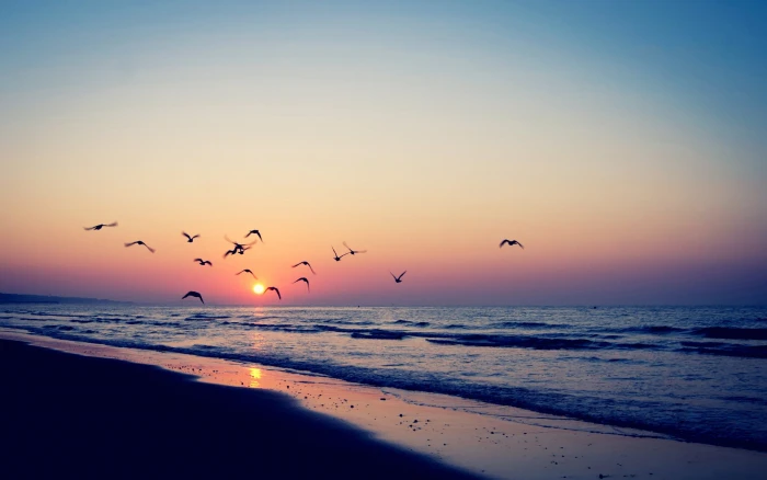 body of water beach summer birds sea Sun sky horizon nature 2k