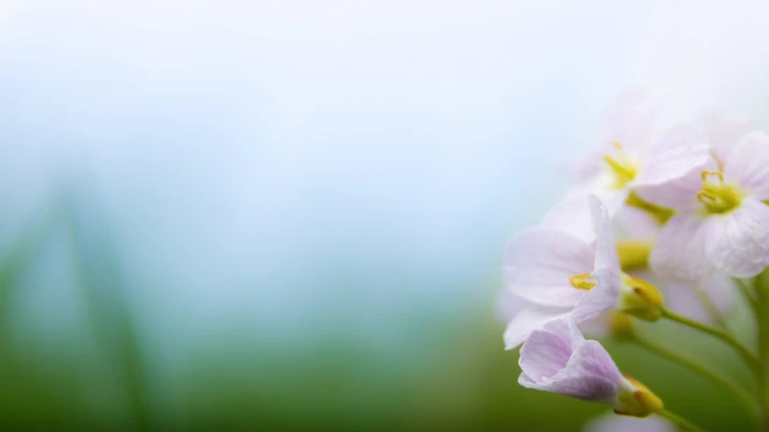 white and purple petaled flower in close up photography Spring 2k 4k