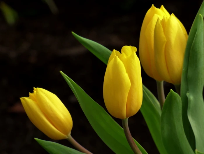 three yellow tulips Flower Gelb Spring Fr hling 2k