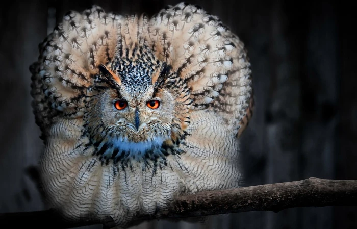 brown and black owl animals nature birds one animal wildlife 2k