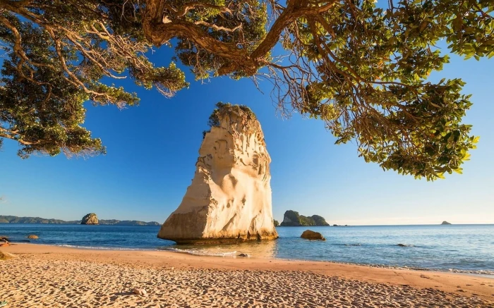 brown and black wooden board nature landscape beach trees