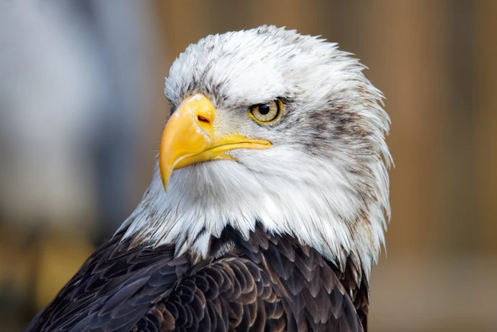 brown and white bird with yellow beck eagle Bird bald Eagle 2k