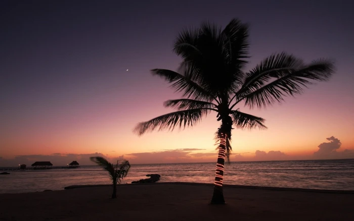 Tropical Palm Tree Ocean Sunset Beach HD coconut tree photo 2k