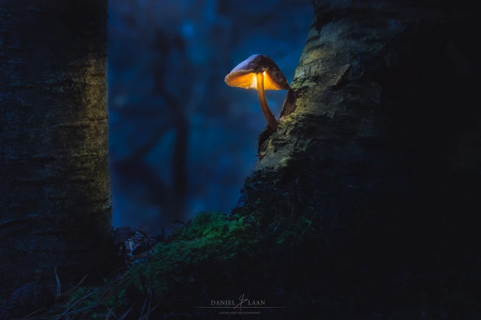 brown mushroom nature plants Daniel Laan dark tree animal wildlife 2k
