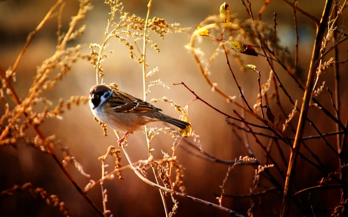 brown sparrow Sparrow bird perched on leave at daytime animals 2k