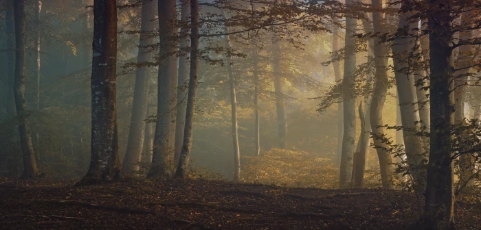 brown woods foggy forest fall leaves shrubs trees mist 2k