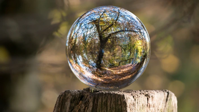 clear glass ball nature landscape trunks wood sphere reflection 2k