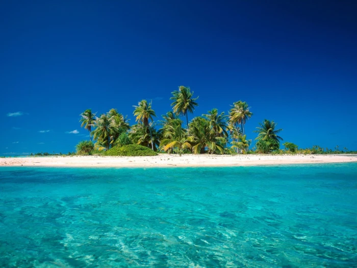 coconut trees on island surrounded with water beach tropical 2k