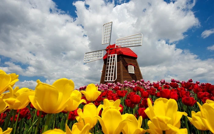 Colorful Tulips Field brown and red windmill; yellow petaled flowers; flowers 2k
