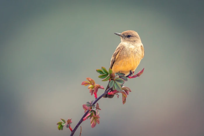yellow short beaked bird selective focus photography of on flower 2k