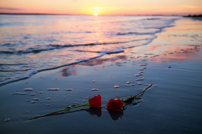 Earth Sunset Beach Flower Horizon Nature Ocean Red Rose 2k