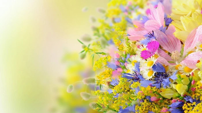 flower plant spring flowers blossom floral garden leaf 2k