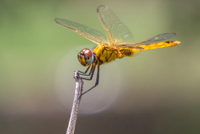 focus photography of yellow dragonfly sel Extension Tube 2k