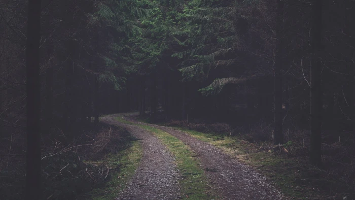 forest trail dirt road pine trees faded cones nature 2k