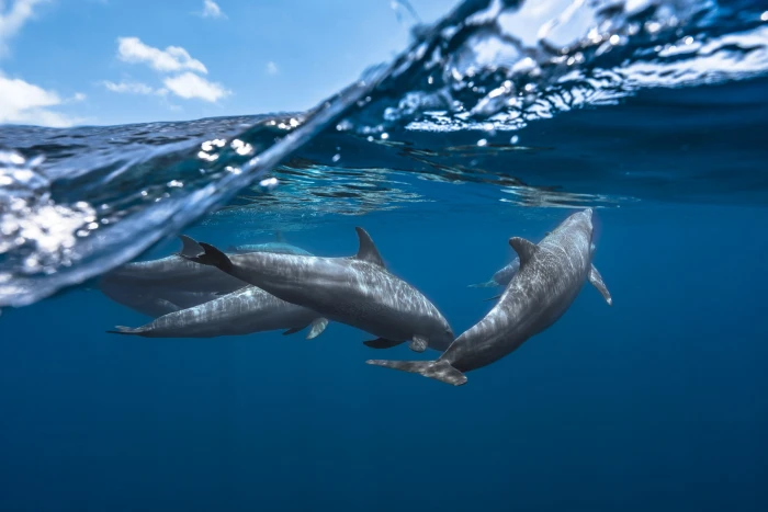 four gray dolphins sea life underwater nature animals photography 2k
