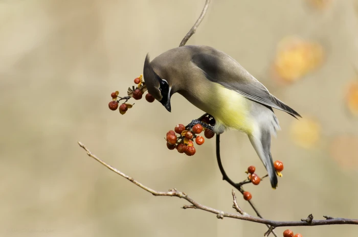 gray and yellow bird perched on brown tree branch at daytime cedar waxwing 2k