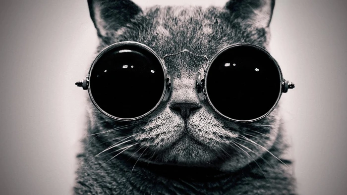 gray cat wearing sunglasses digital wallpaper grayscale photo of 2k