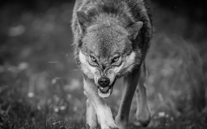 grayscale photography of wolf Snarl Eurasian Wolf common 2k