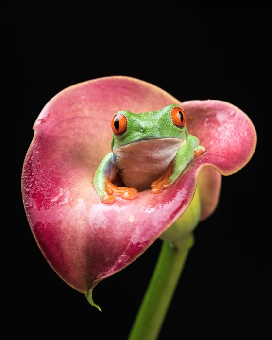 green frog on pink Calla lily flower red eyed tree 2k
