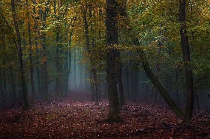green leaves forest trees during datyime mist fall path