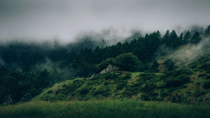green leafed trees mist forest nature plant scenics 2k