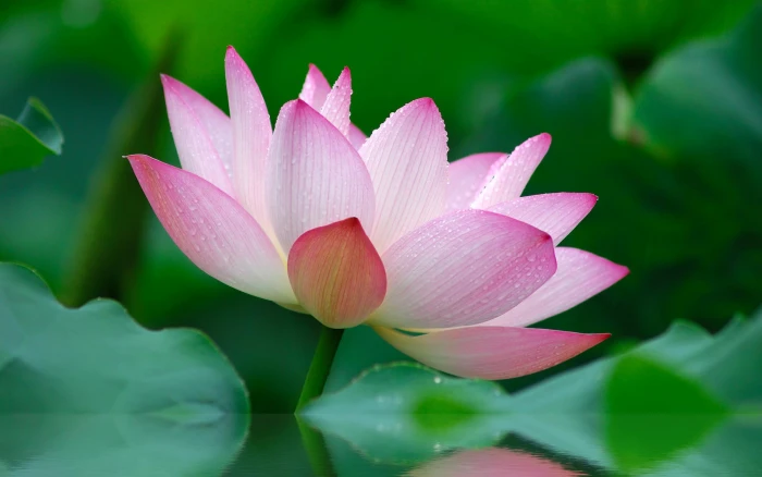 Nature Flower Garden Wild Pink Lily Lotus Image Gallery pink and white lotus flower 2k